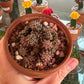 Gymnocalycium mihanovichii 'T-Rex' (3.5") [ID #37538096812]