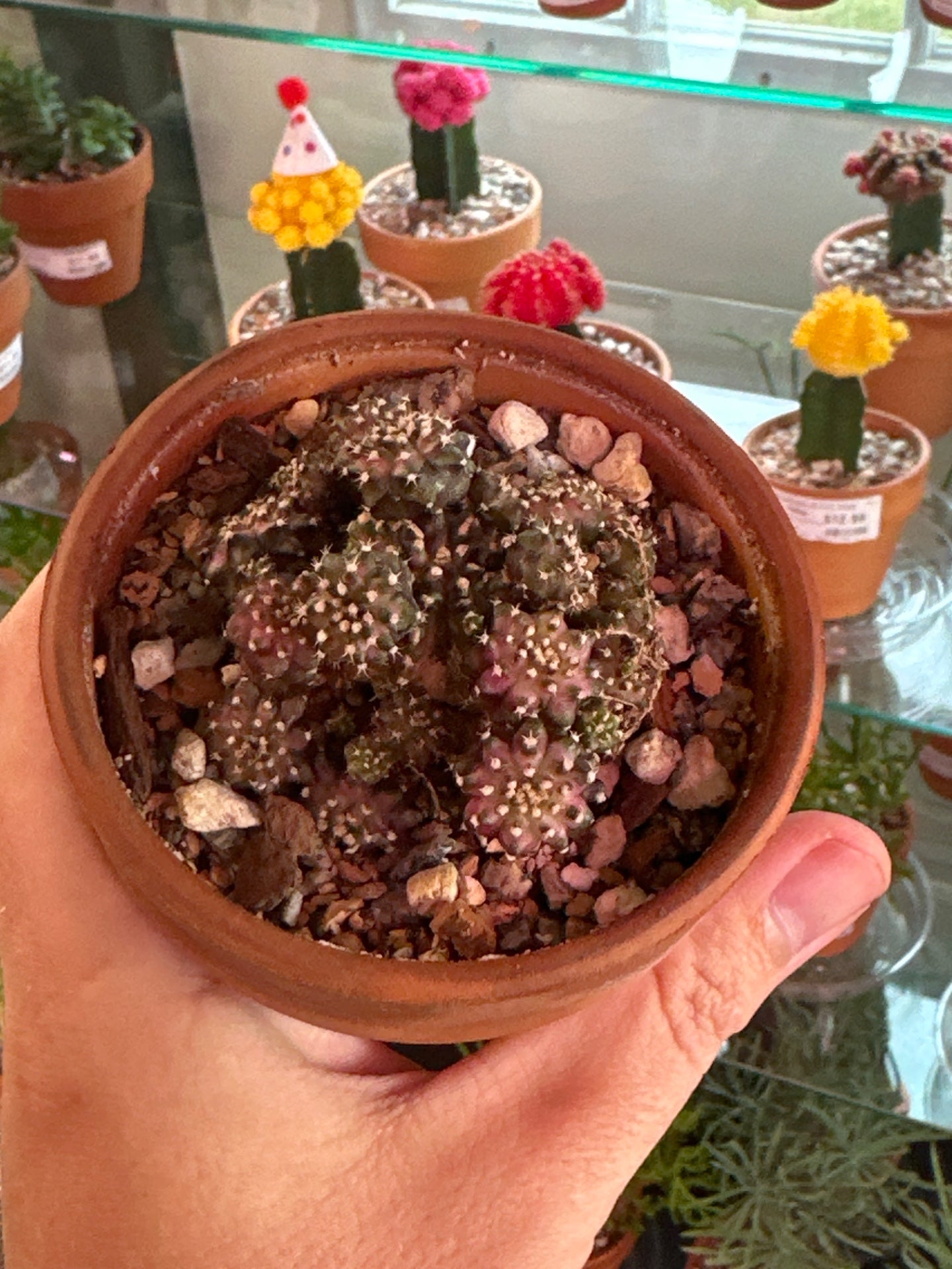 Gymnocalycium mihanovichii 'T-Rex' (3.5") [ID #37538096812]