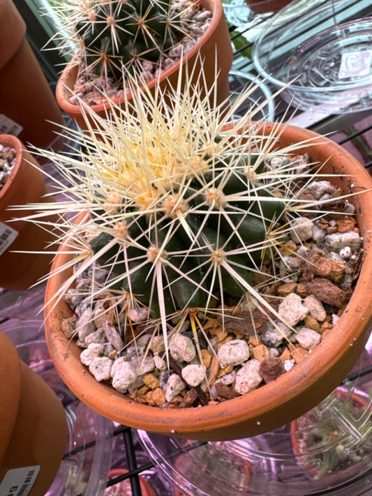 Echinocactus grusonii (4" Clay Pot) [ID #32637552]