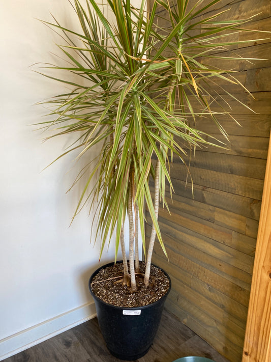 Dracaena marginata (16" Plastic Pot) [ID #47618480]