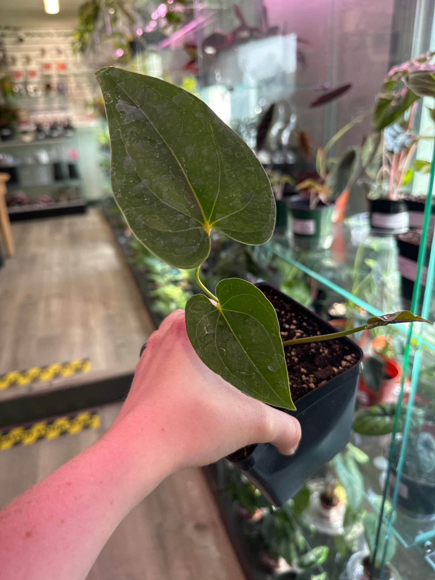 Anthurium decipiens (#204639640)