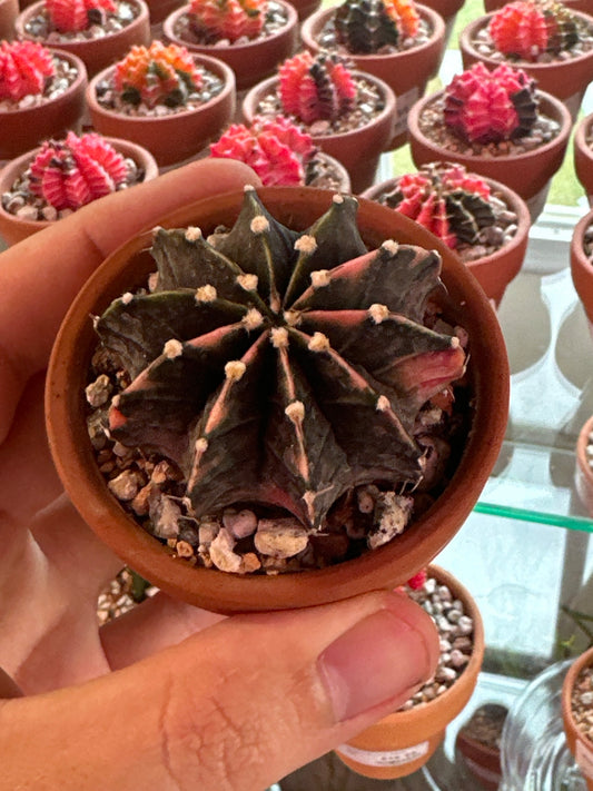 Gymnocalycium mihanovichii var. hybrid (3") [ID #64956599839]