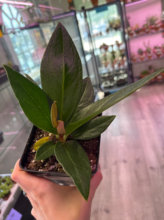 Anthurium Red flag (#332564251)