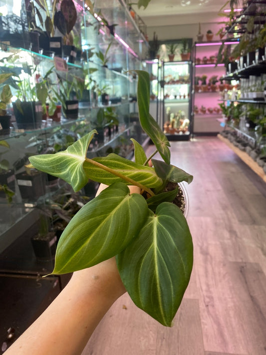 Philodendron gloriosum (#5716631405)