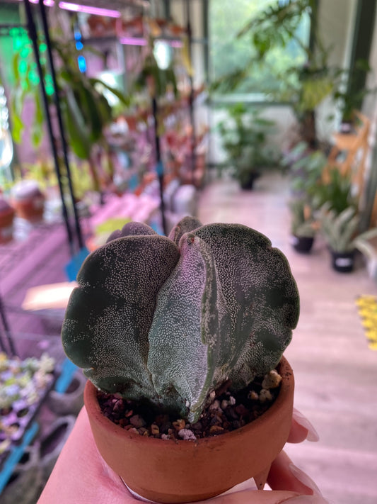 Astrophytum myriostigma 'Fukuryu' [ID #45045577254]