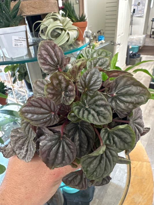 Peperomia red luna (#948825582)