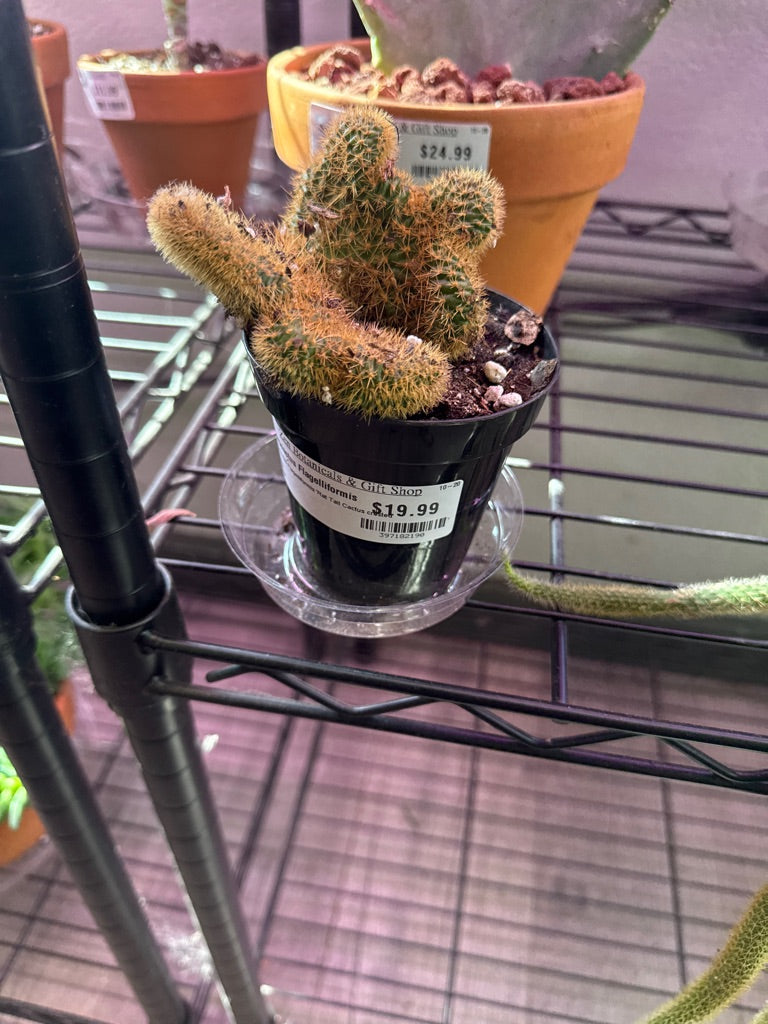 Aporocactus Flagelliformis 'Rat Tail Cactus crested' (#397182190)