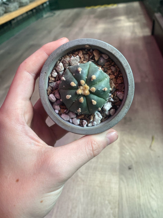 Astrophytum asterias 'Super Kabuto' (#441414140)