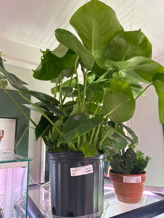 Monstera Deliciosa (#364646899)
