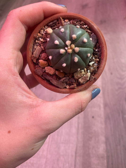Astrophytum asterias 'Super Kabuto' (#479215556)