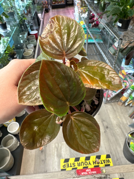 Peperomia Rugosa (4" Nursery Pot) [ID #16341910]