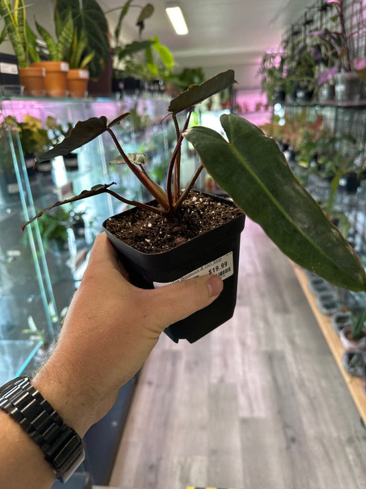 Philodendron Billietiae 'dark form' (#054219670)