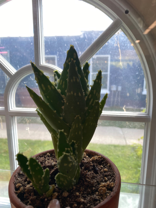 Aloe mitriformis (4" Clay Pot) [ID #30876205]