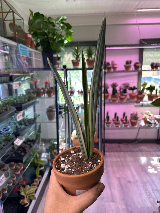 Dracaena Cv. 'Bantels Sensation' (#809457829)