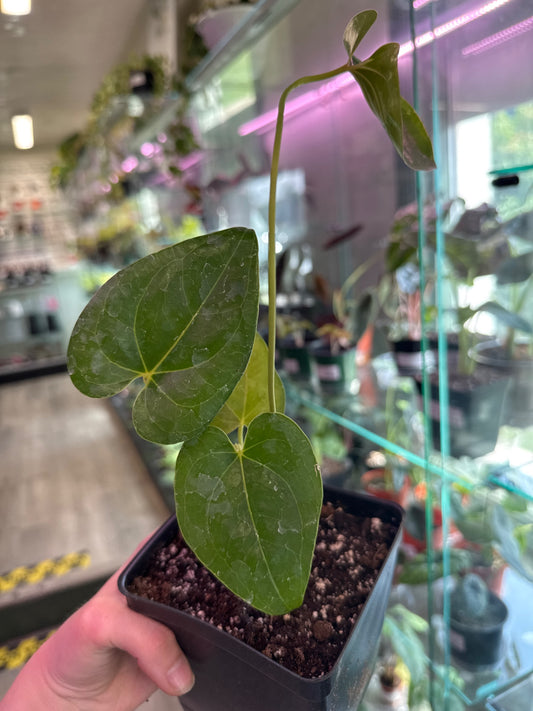 Anthurium decipiens (#839301941)