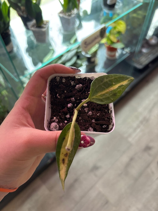 Hoya macrophylla 'Pot of Gold' (#500937292)