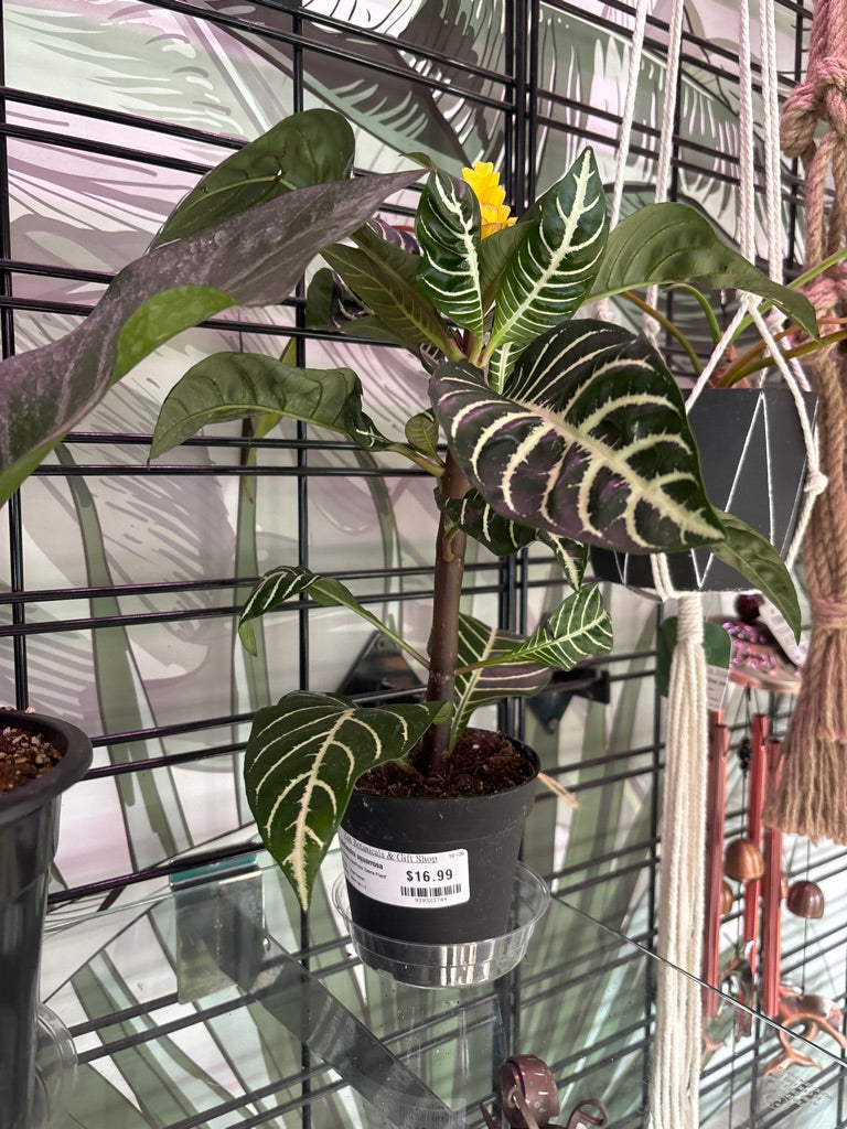 Alphelandra squarrosa 'Zebra Plant' (#939323744)