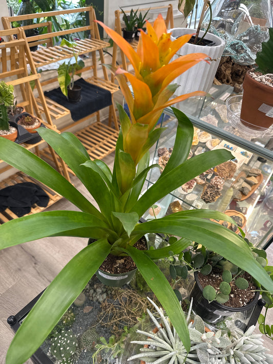 Bromeliad spp. 'orange' (#419547335)
