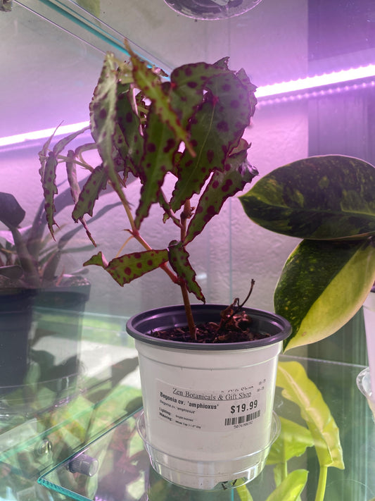 Begonia cv. 'amphioxus' (#507690692)