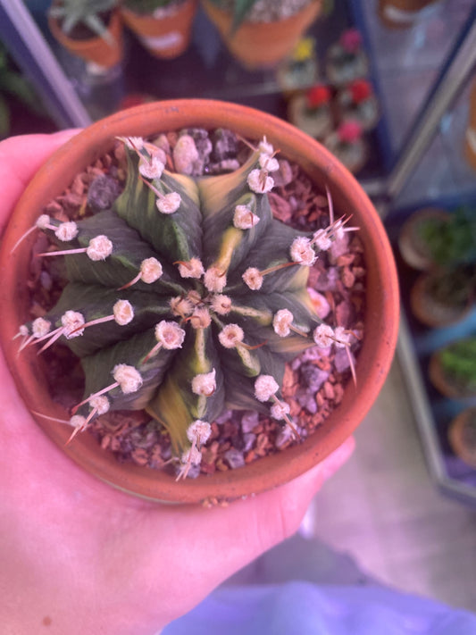 Gymnocalycium mihanovichii hybrid (3.5") [ID #5917914]