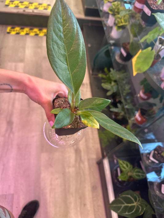 Anthurium cv. 'Red Flag' (#146659226)