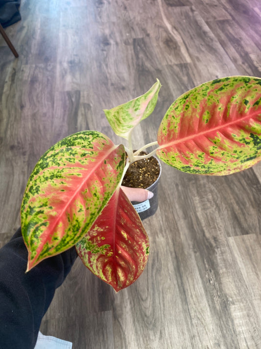 Aglaonema Mahasettee (4") [ID #39003974]