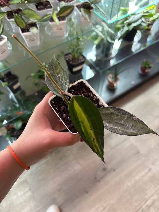 Hoya macrophylla 'Pot of Gold' (#953974111)