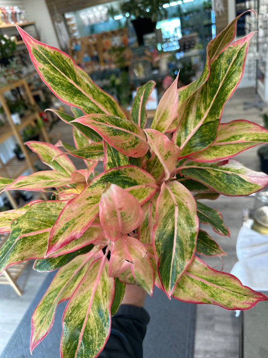 Aglaonema Creta (6" Nursery Pot) [ID #31489494]