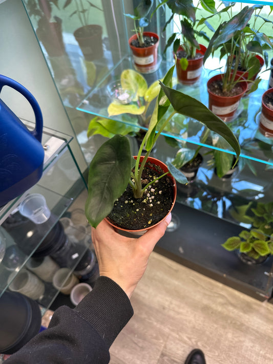 Alocasia cv. 'Venusta' (#196306162)