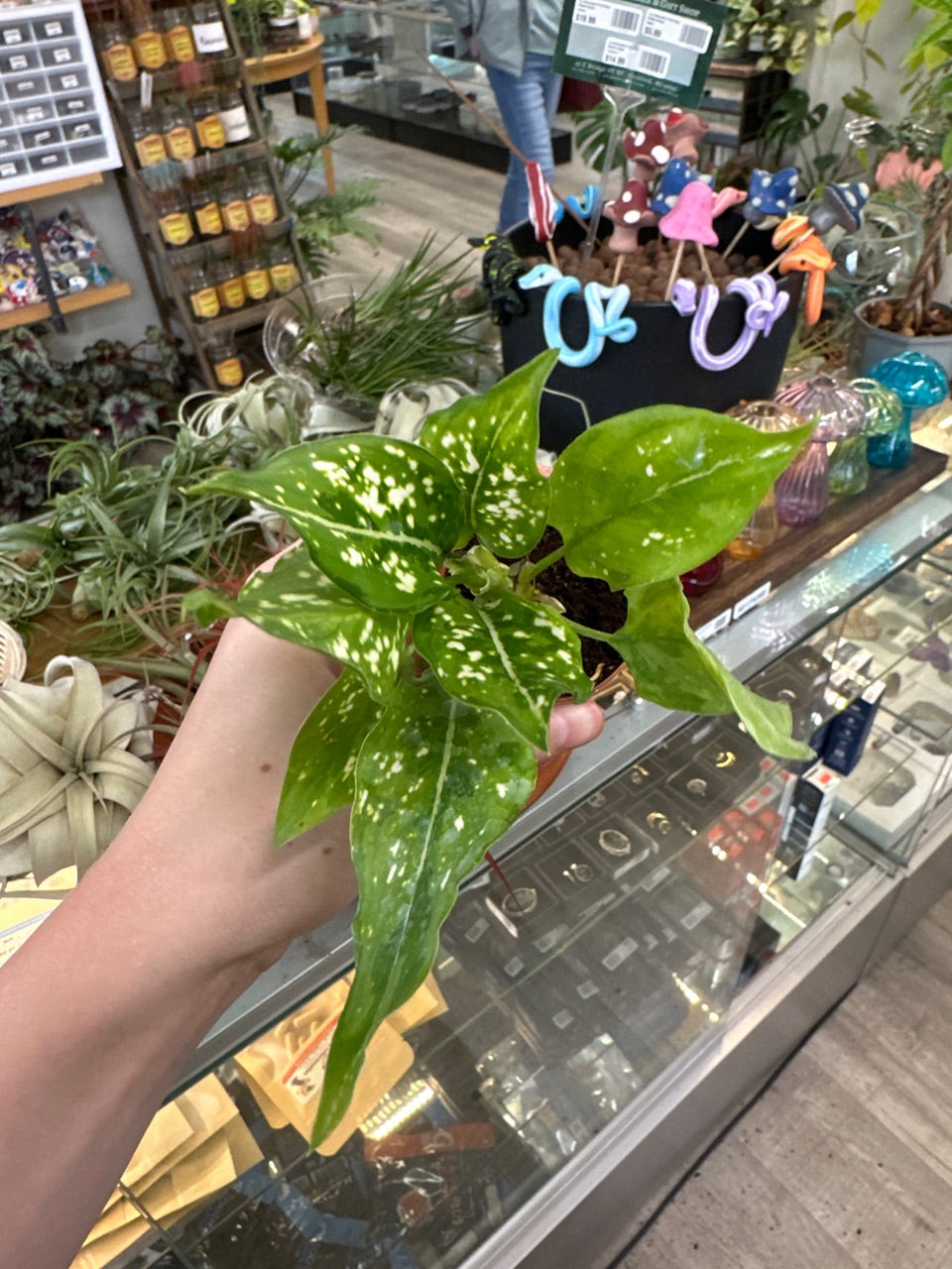Aglaonema cv. 'Brevispathum' (#613094637)