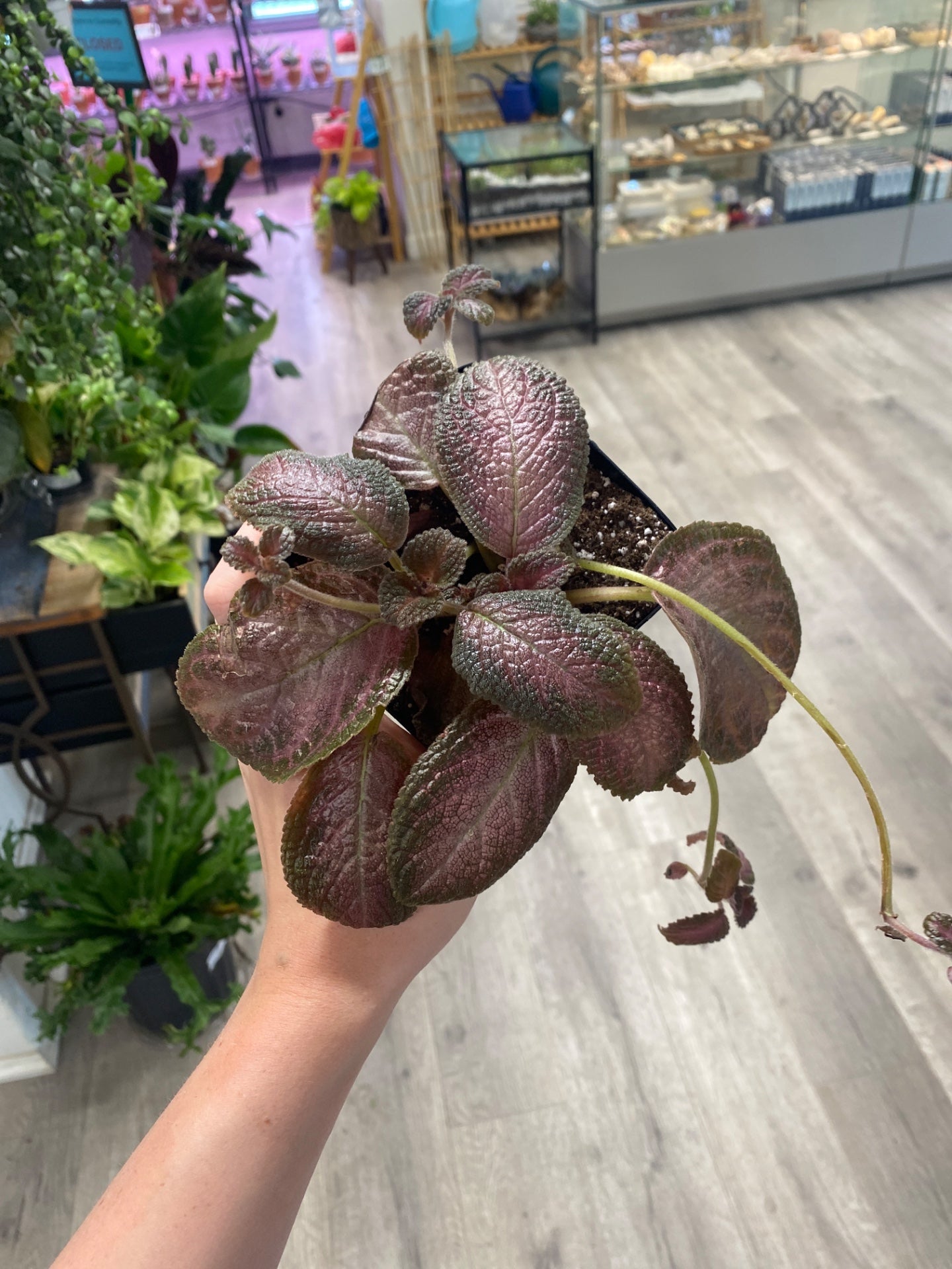 Episcia Purple Rain (#400189328)