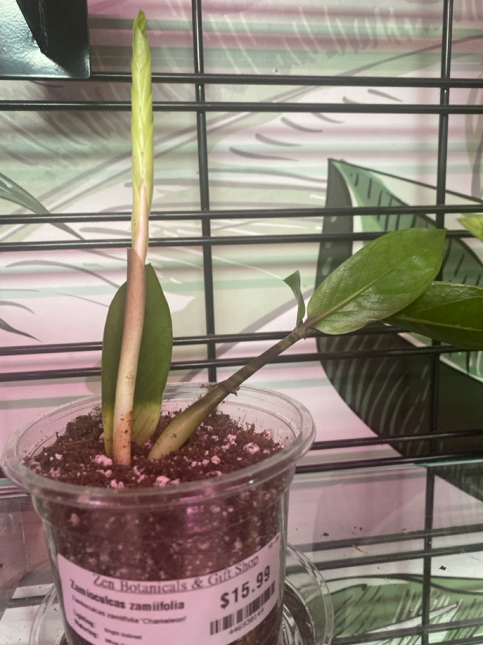 Zamioculcas zamiifolia 'Chameleon' (#446930149)