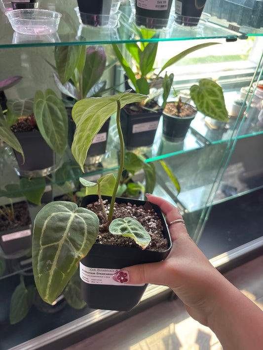 Anthurium Dreamweaver x dora  (#078070555)