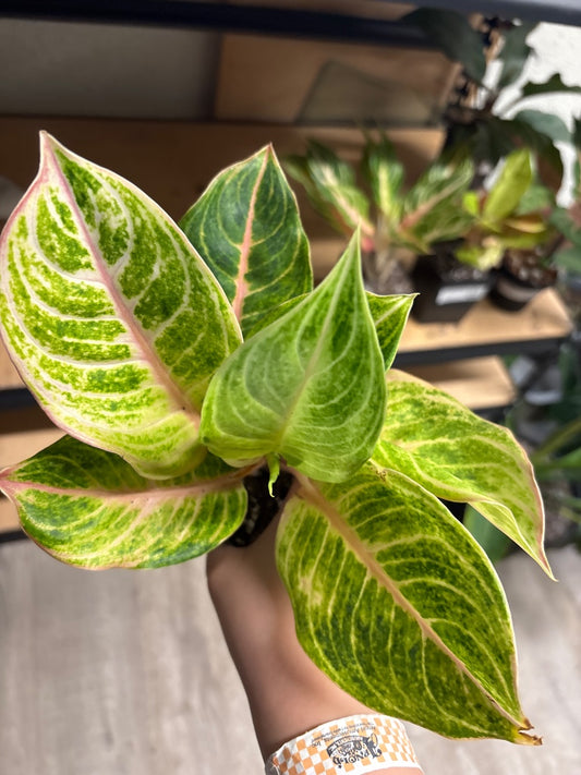 Aglaonema Mahasombat (#6315369901)