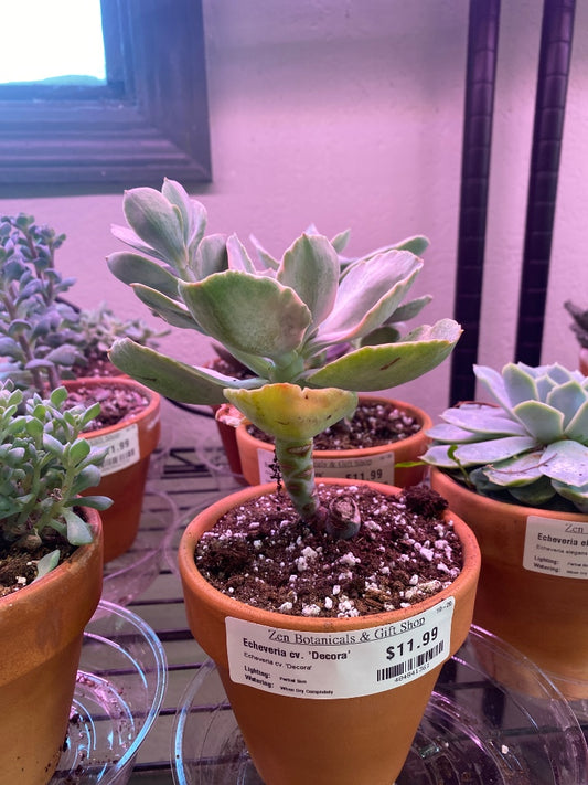 Echeveria cv. 'Decora' (#484841361)