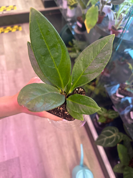 Anthurium cv. 'Red Flag' (#491395428)