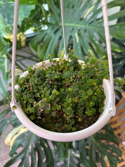 Ficus Pumila 'String of Frogs' (#417867278)