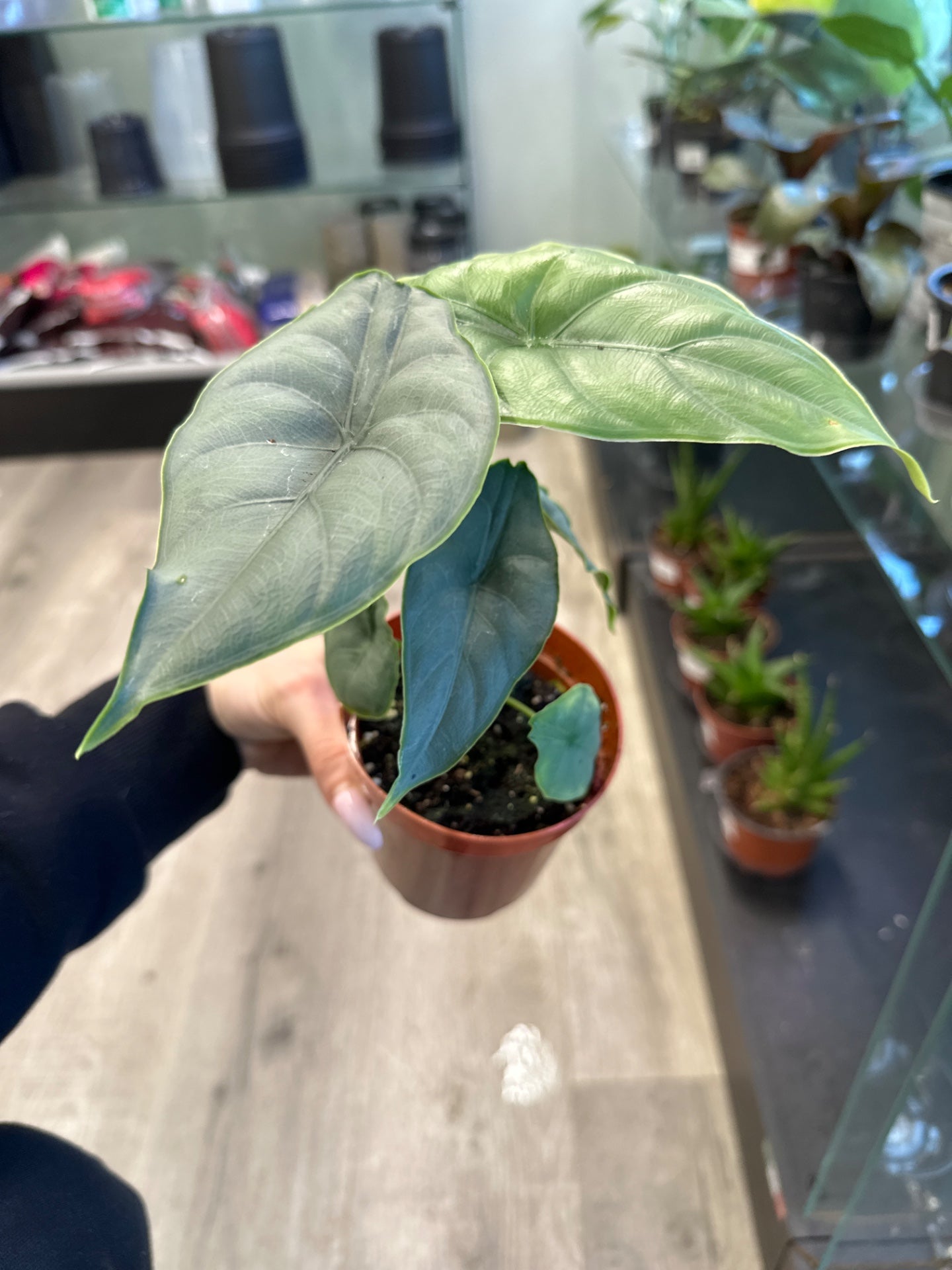 Alocasia cv. 'Puncakborneensis' (#588507451)