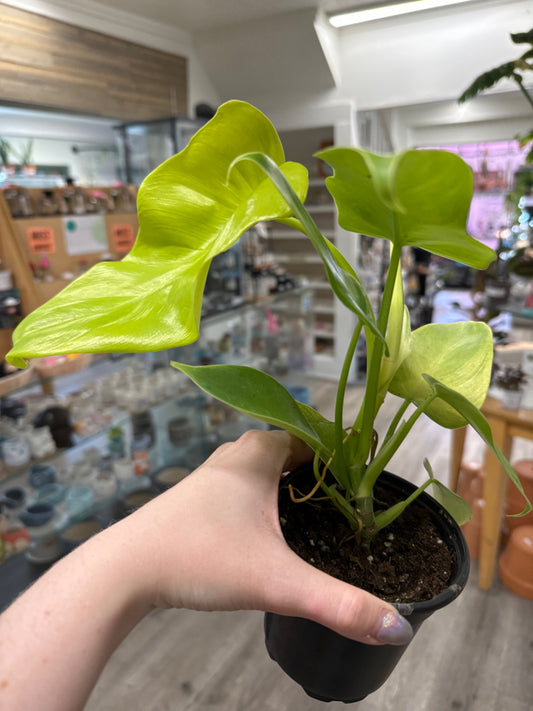 Philodendron Gold Violin  'Bipennifolium Aurea' (#896262832978)