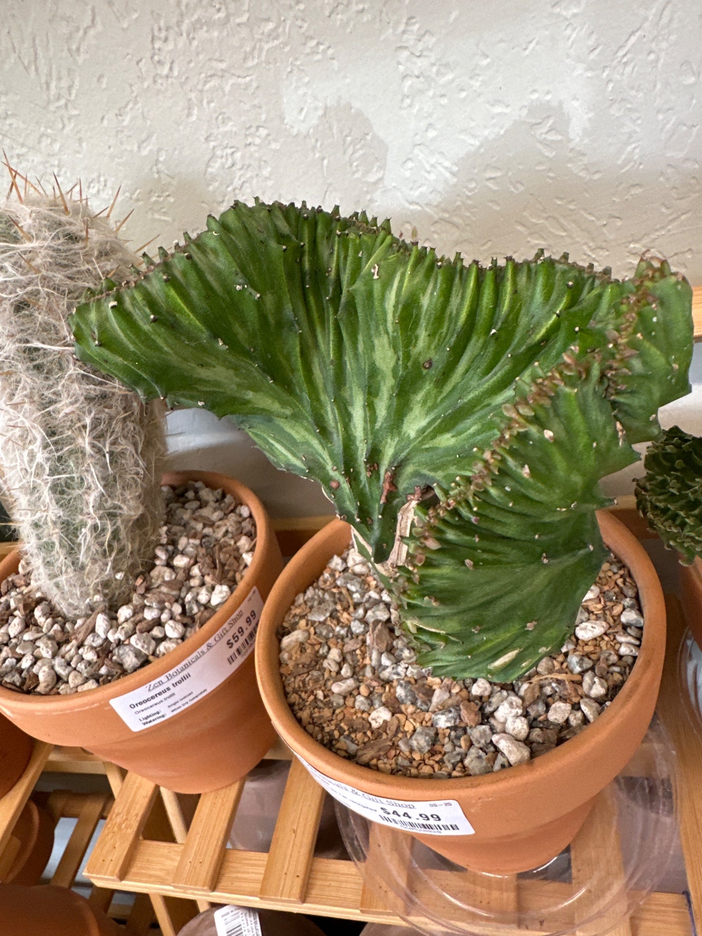 Euphorbia lactea 'Mermaid Tail variegated' (#560520028)