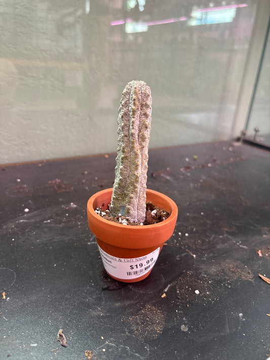 Euphorbia abdelkuri 'Pickle Cactus' (#750104767)