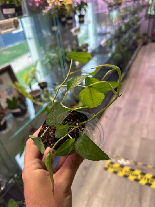 Epipremnum Aureum 'Skeleton Key' (#895930951)