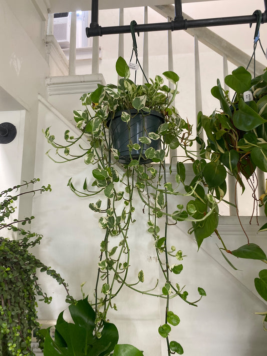 Epipremnum aureum 'Pearls and Jade' (#424581819)