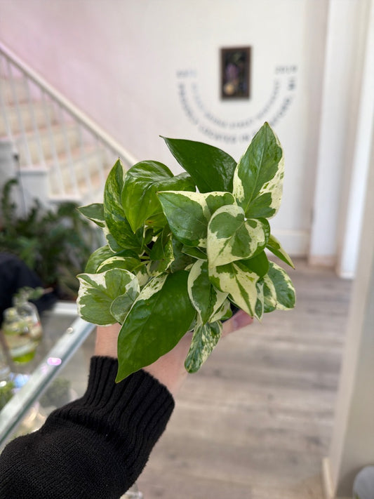 Epipremnum Cv. 'Njoy' (#688356498)