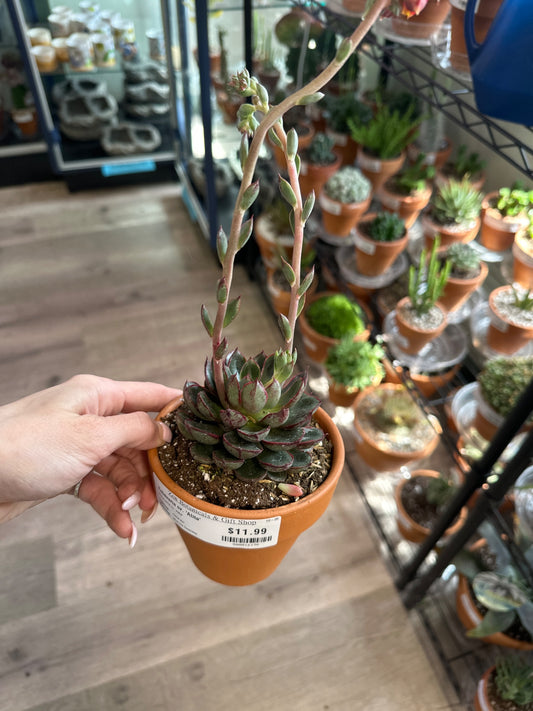 Echeveria cv. 'Alita' (#800016196)