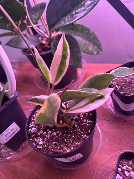 Hoya carnosa 'Krimson Queen' (#382867169)