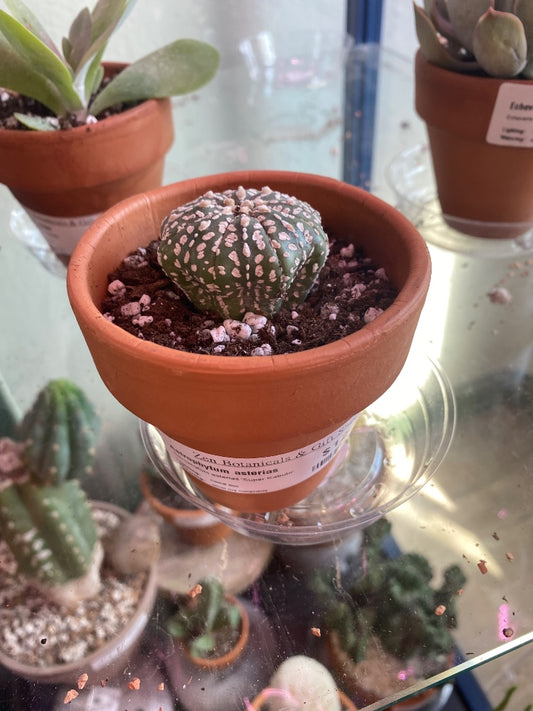 Astrophytum asterias 'Super Kabuto' (#915258343)