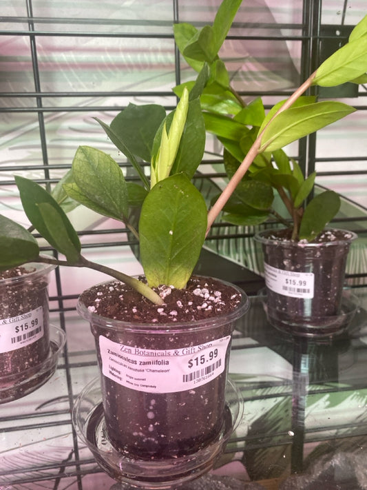 Zamioculcas zamiifolia 'Chameleon' (#130761664)