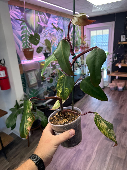 Philodendron Strawberry Shake (4" Nursery Pot) [ID #90420819]