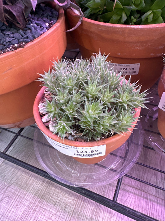 Deutercohnia lorentziana (#267624992)